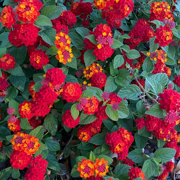 Meet your Posher, Nancy - Picture 2 of 2